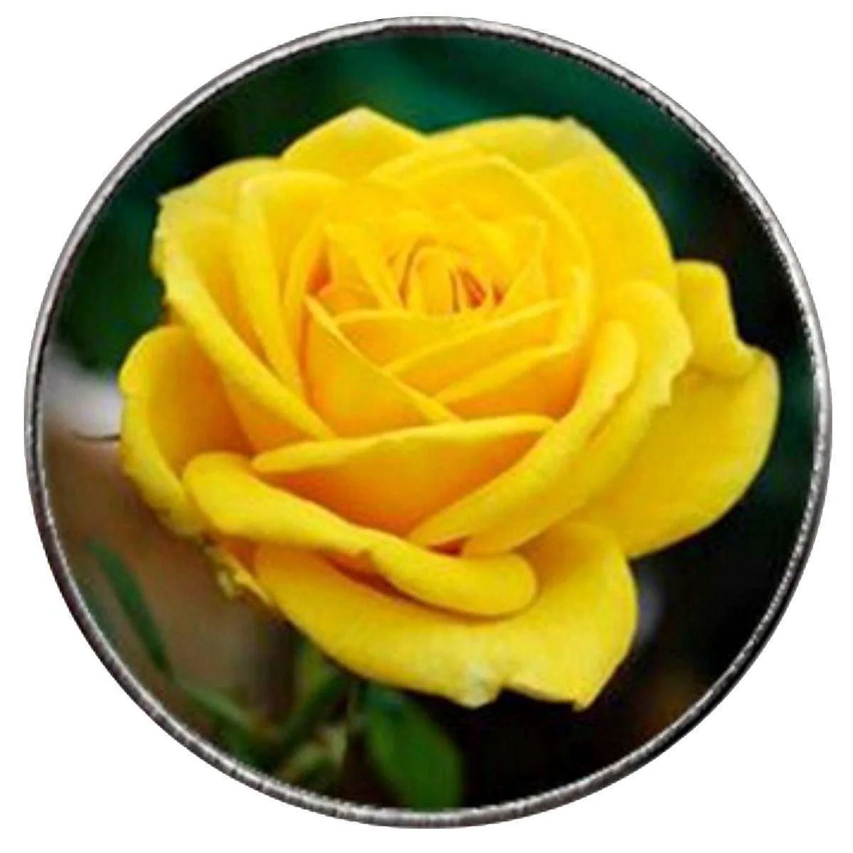 Bassin and Brown Rose Key Ring - Yellow - Image 3